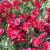 Dianthus gratianopolitanus Rubin.jpg